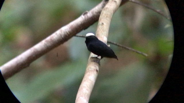 Белошапочная пипра - ML644680484