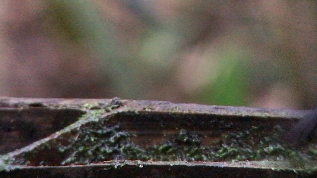 Белошапочная пипра - ML644680485