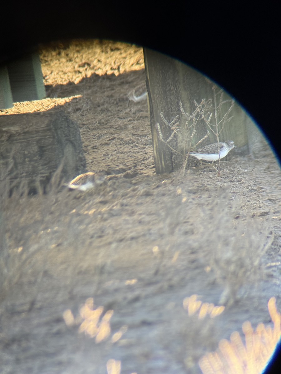 Least Sandpiper - ML644680486