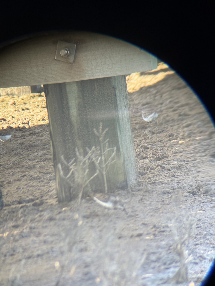 Least Sandpiper - ML644680487