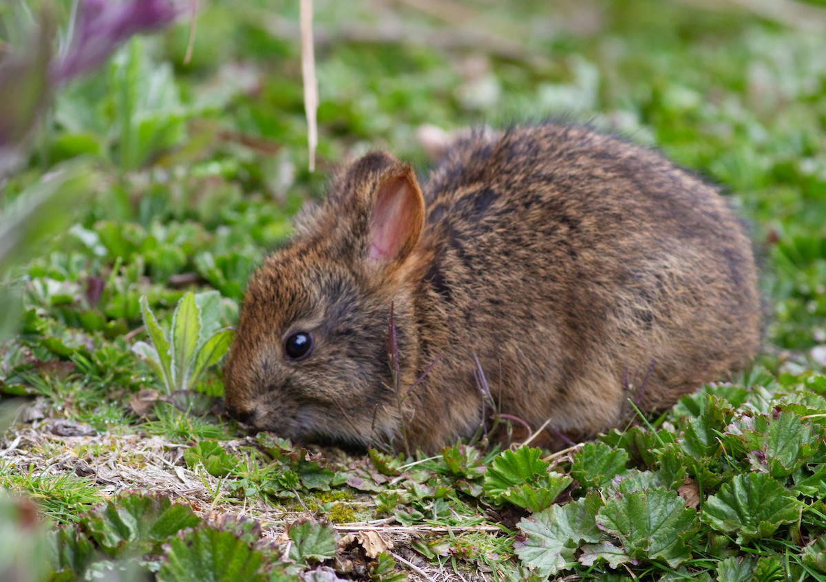 Andean Tapeti - ML644680488