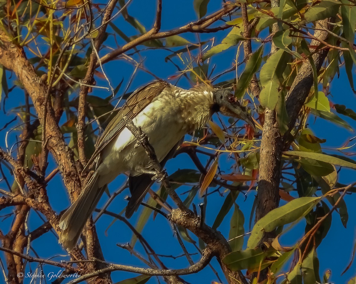 Медівник гологоловий - ML644680489