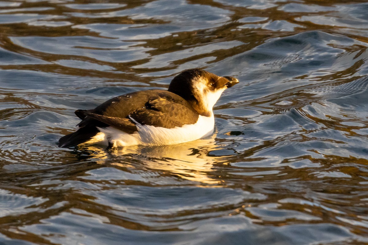 Razorbill - ML644680492