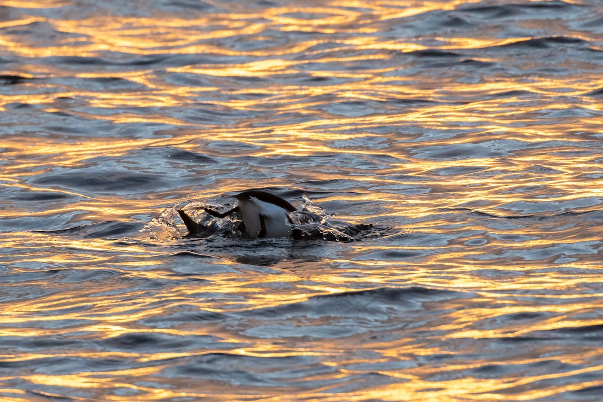 Razorbill - ML644680493