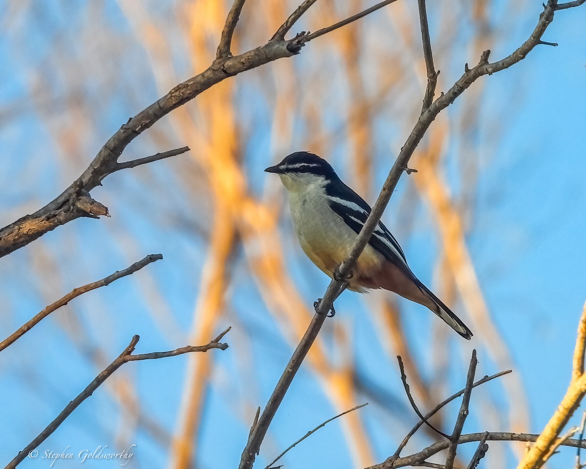Оругеро смугасточеревий - ML644680494