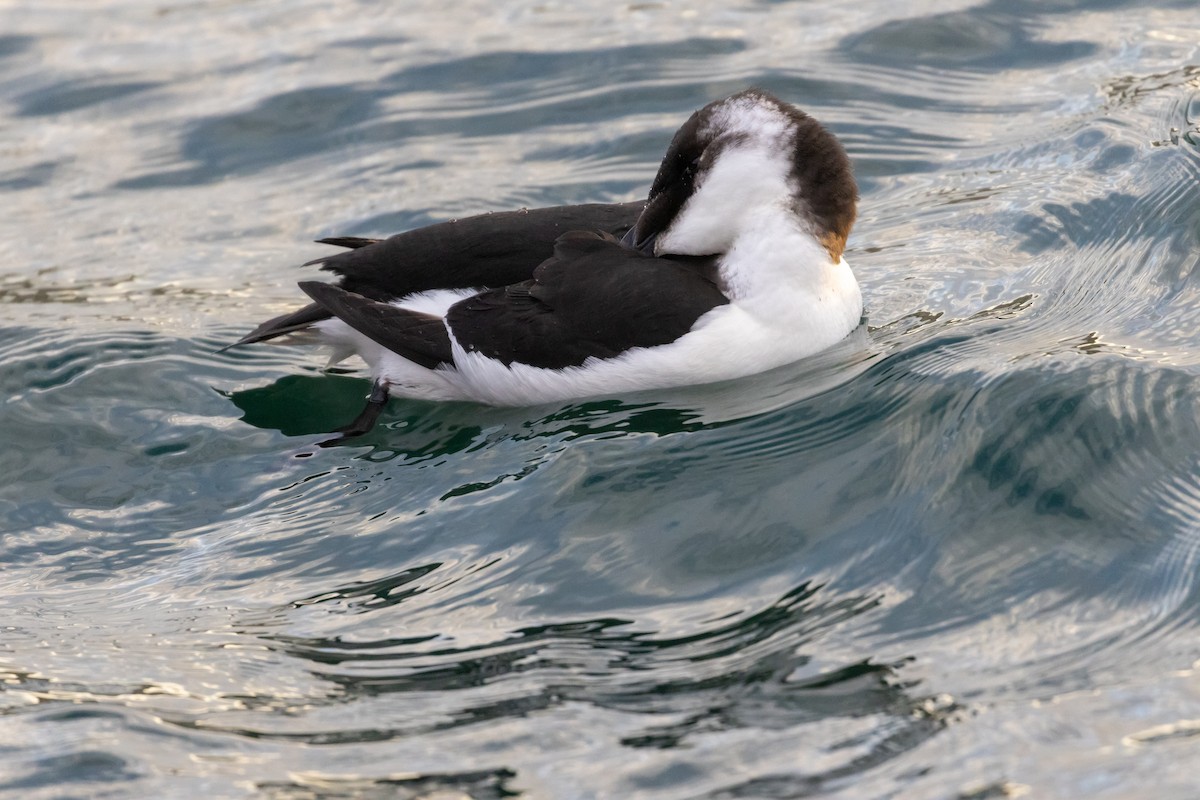 Razorbill - ML644680496