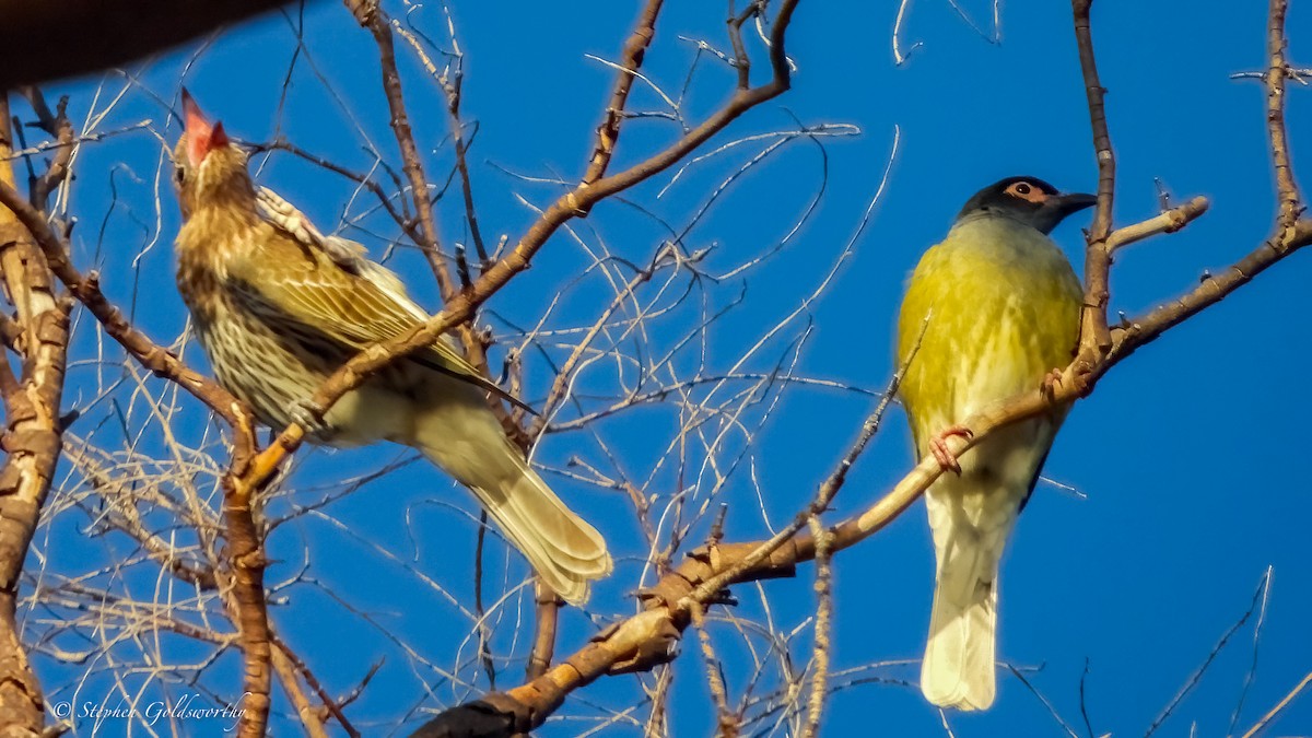 Телюга австралійська - ML644680497