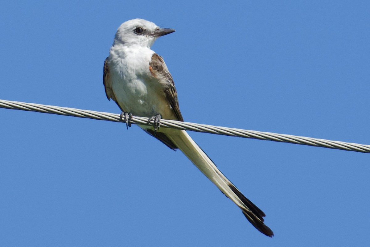 Длиннохвостый тиранн - ML644680498