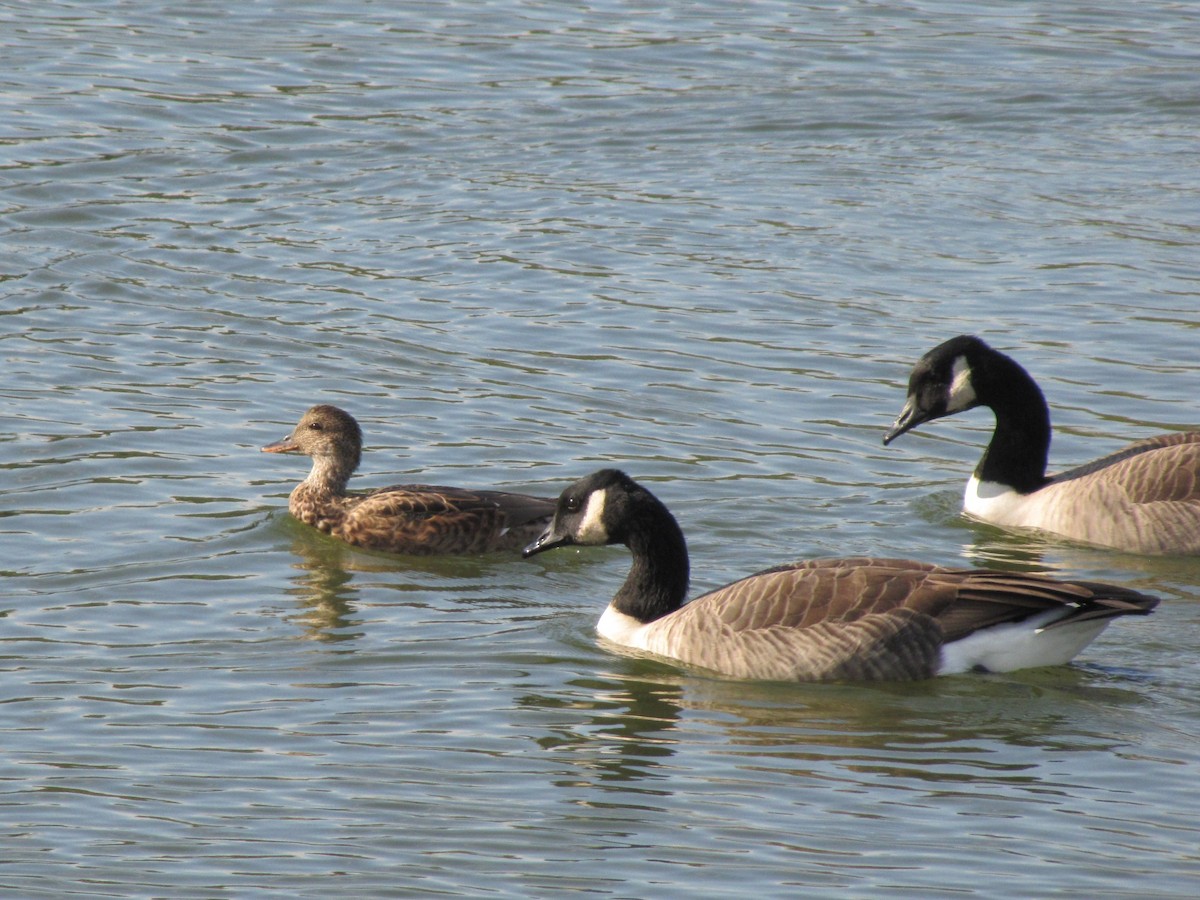 Boz Ördek - ML644680499