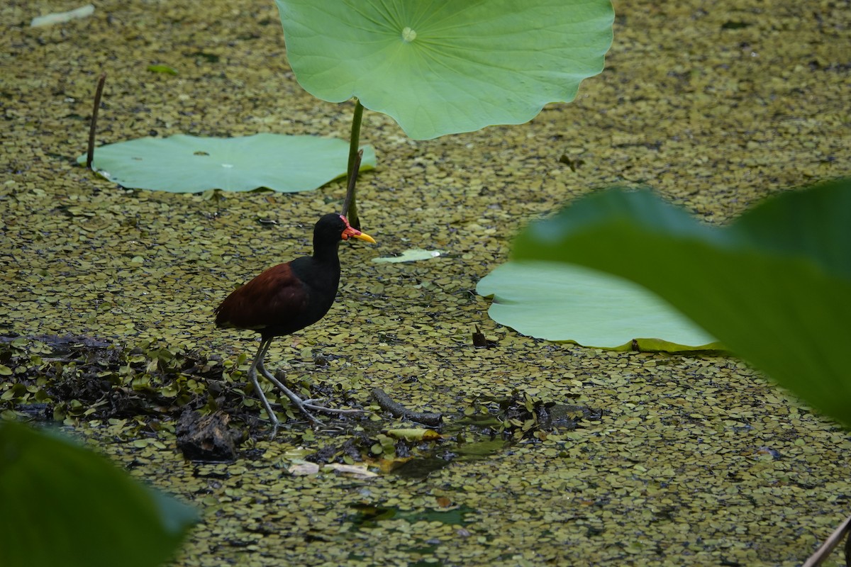 Американская камышница - ML644680501