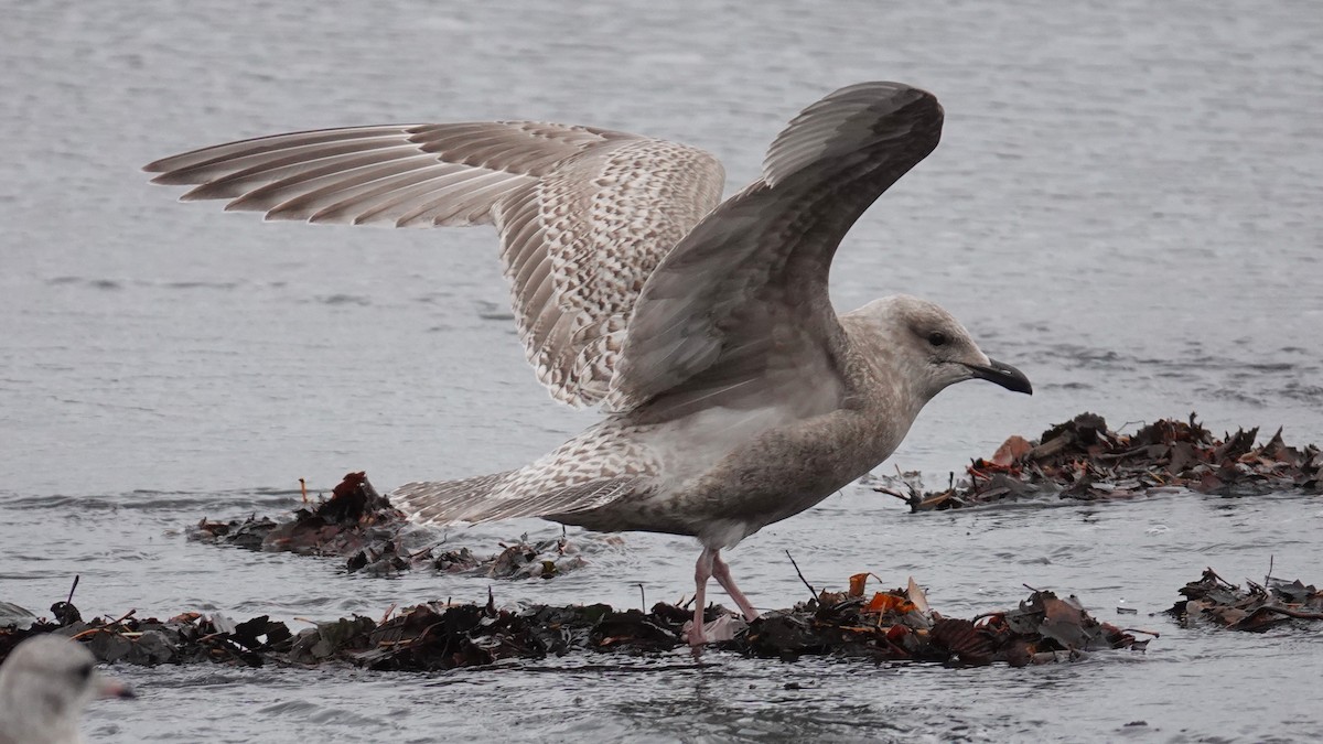 Полярная чайка (thayeri) - ML644680504