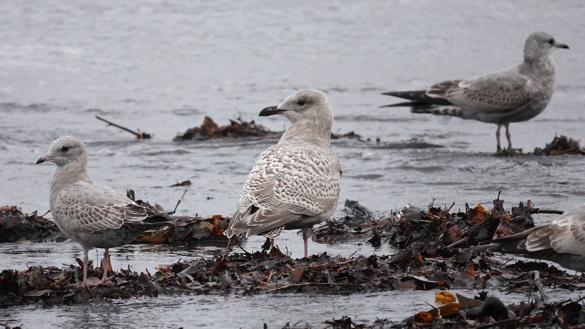 Полярная чайка (thayeri) - ML644680505