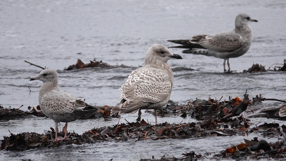 Полярная чайка (thayeri) - ML644680506