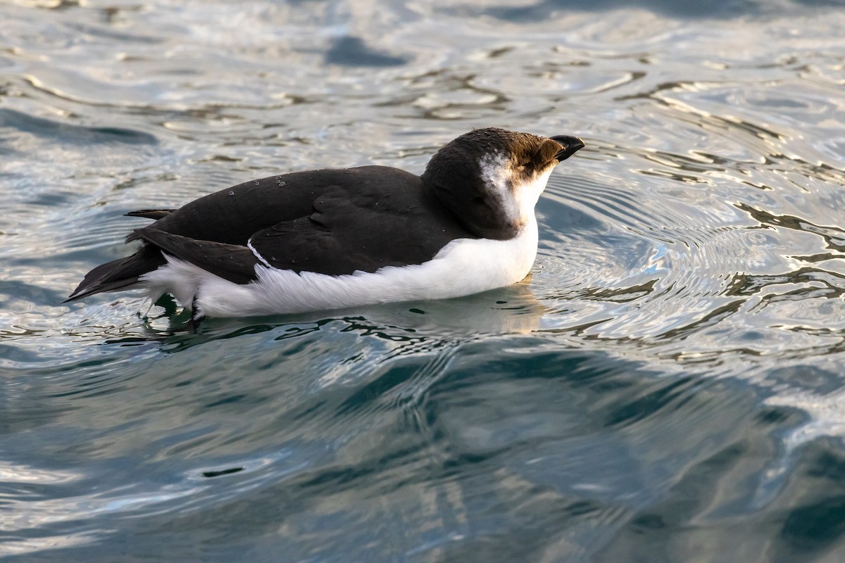 Razorbill - ML644680509