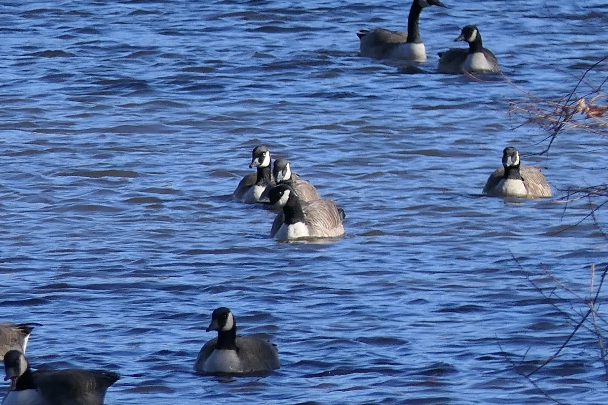 Канадская казарка - ML644680512