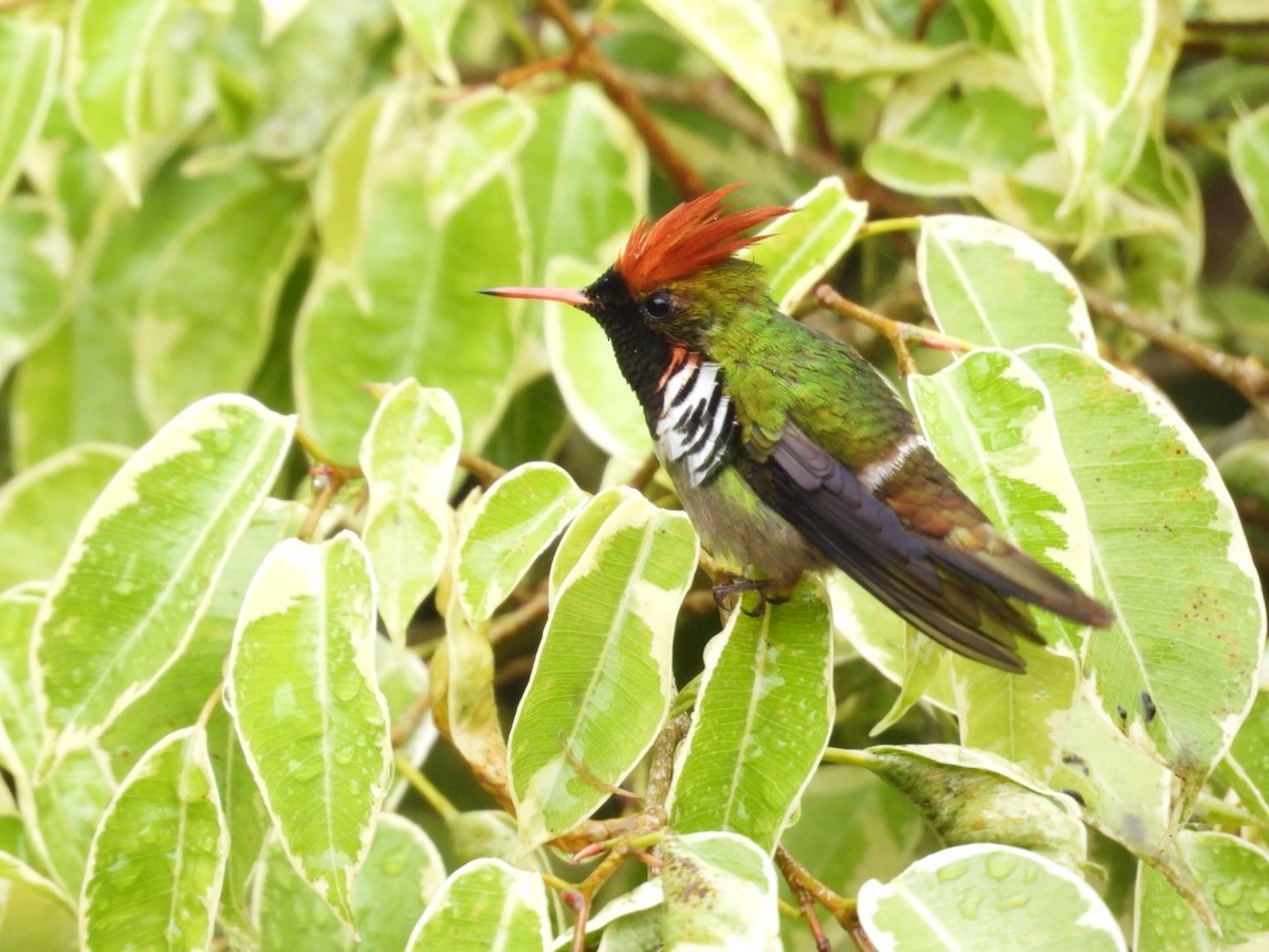 Великолепная кокетка - ML644680513