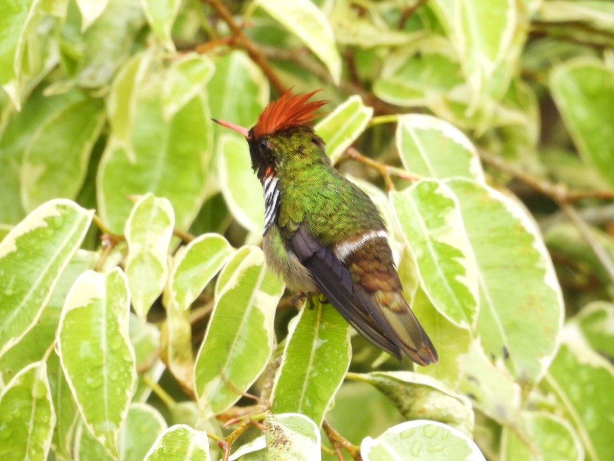 Великолепная кокетка - ML644680514