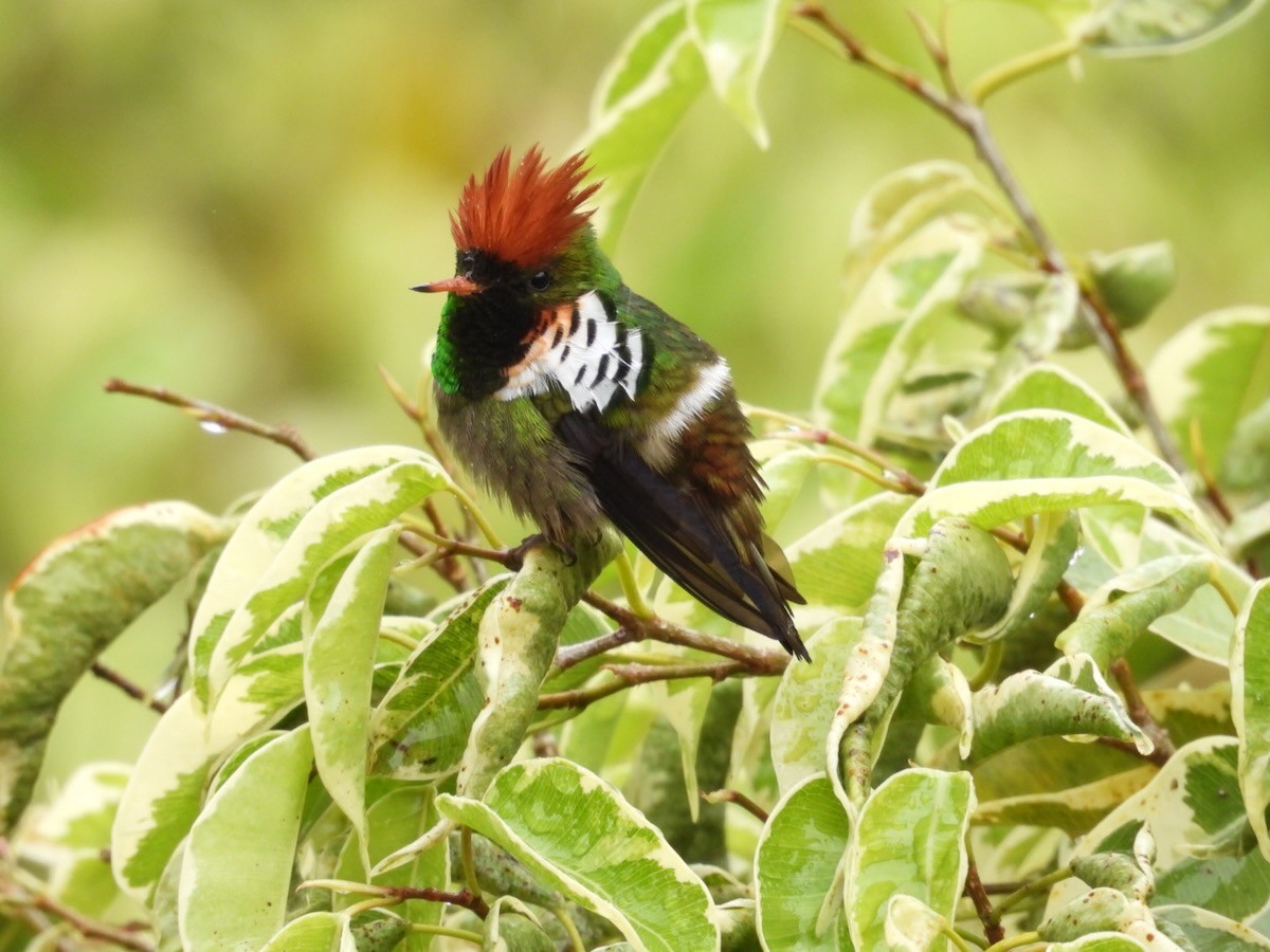 Великолепная кокетка - ML644680515