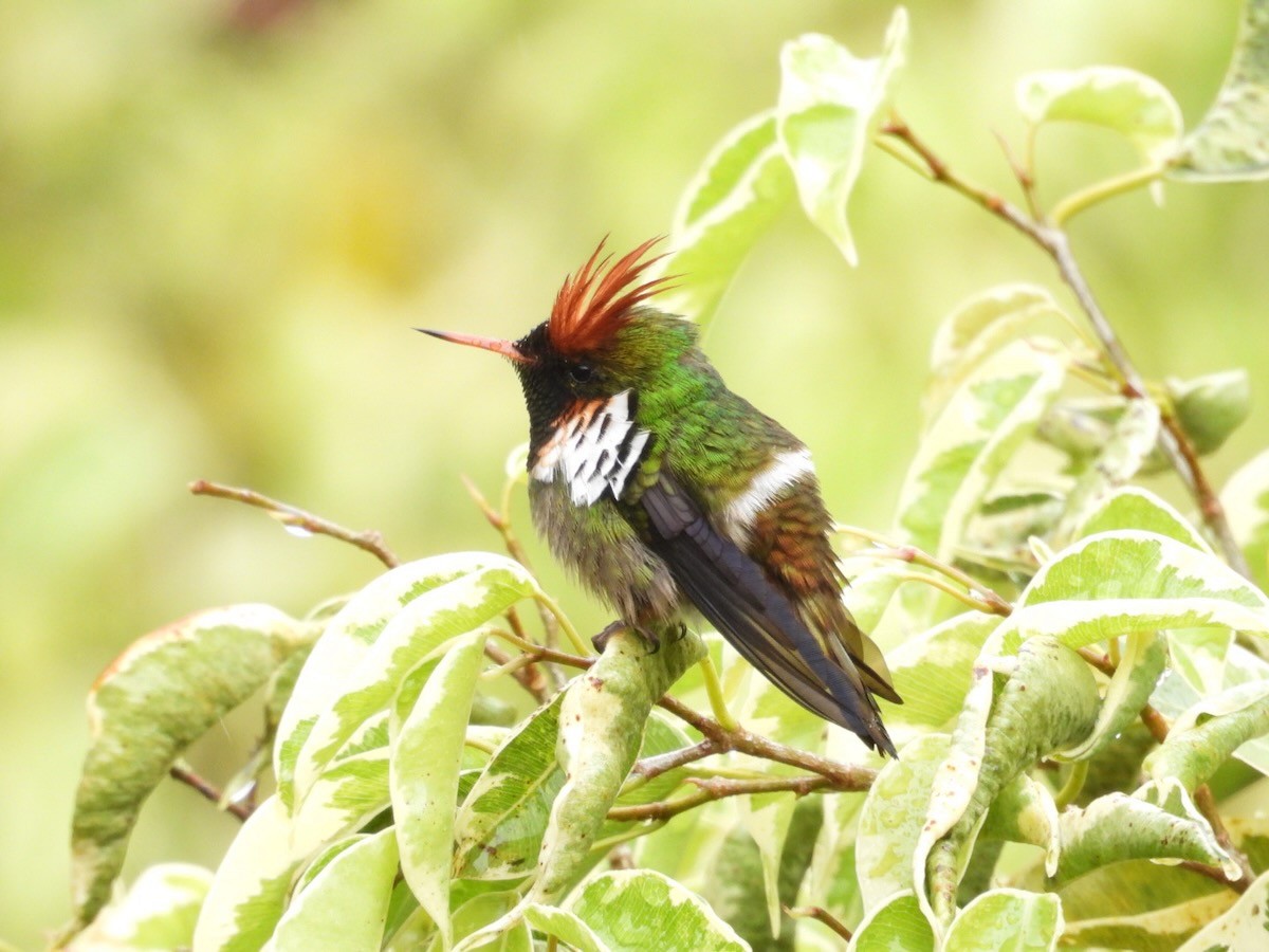 Великолепная кокетка - ML644680516