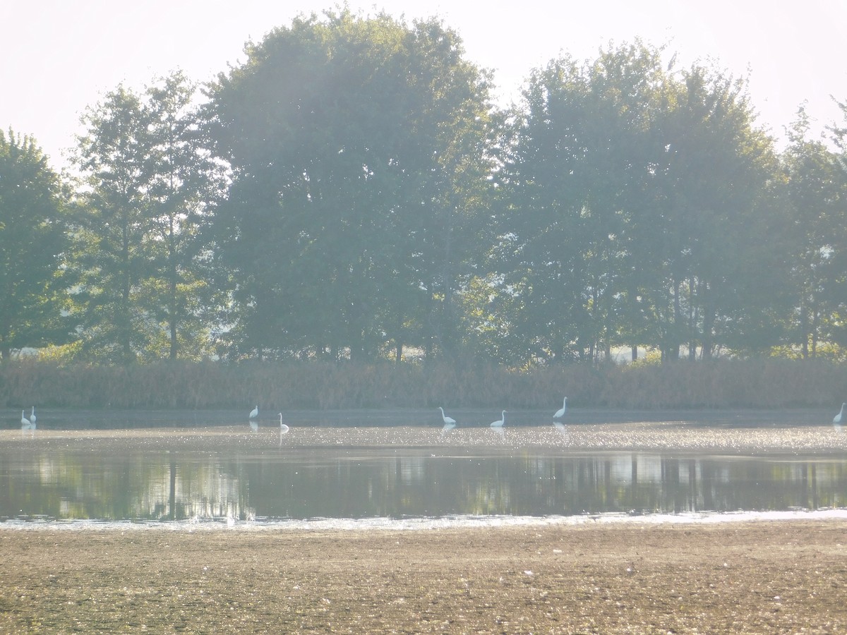 Большая белая цапля - ML644680517