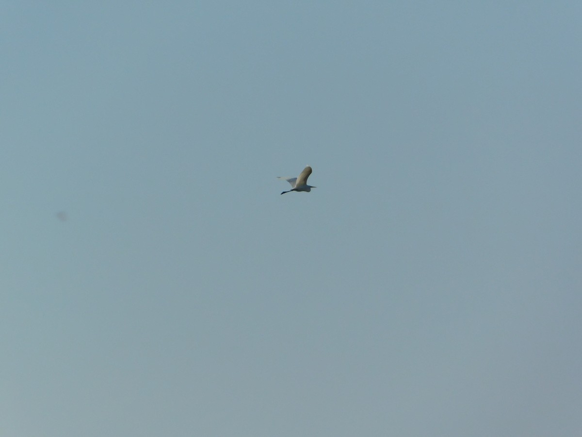 Большая белая цапля - ML644680518