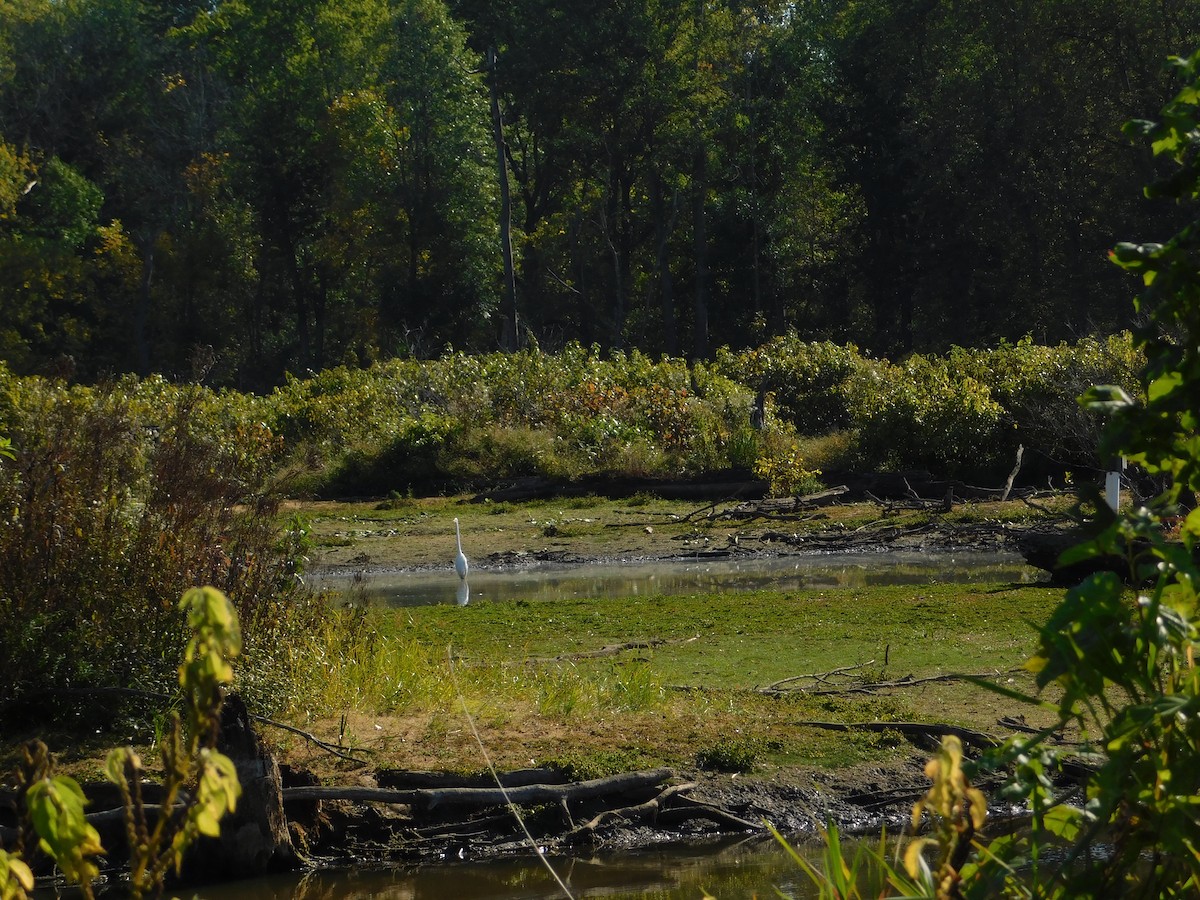 Большая белая цапля - ML644680519