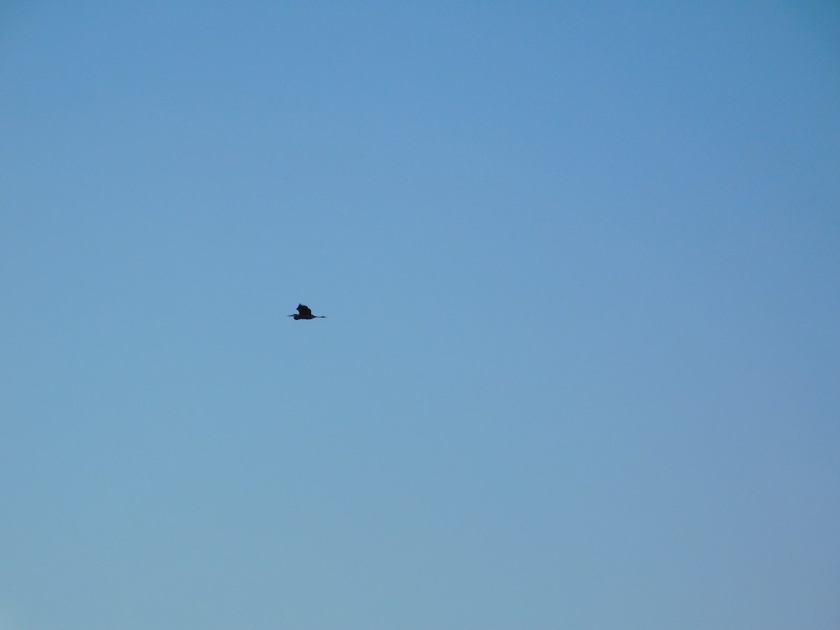 Большая белая цапля - ML644680520