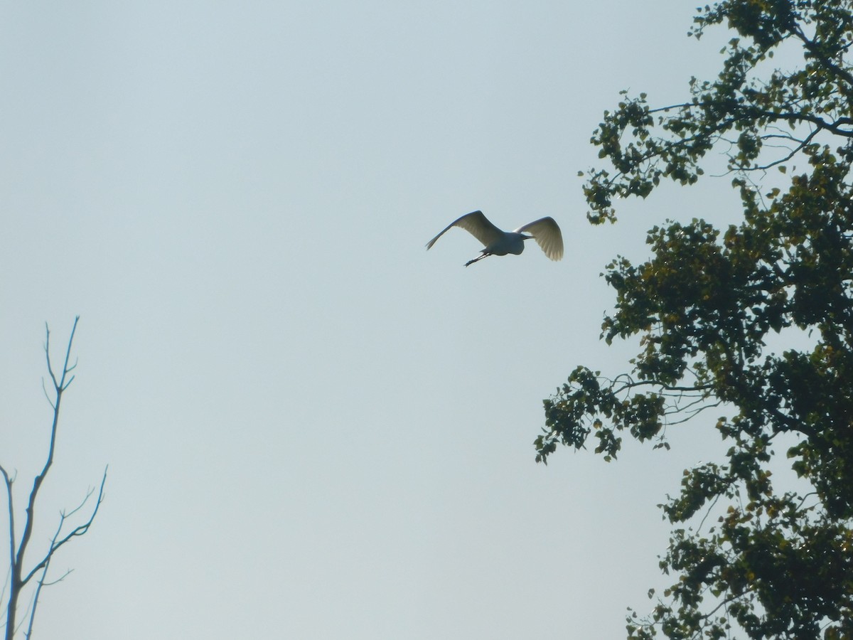 Большая белая цапля - ML644680521