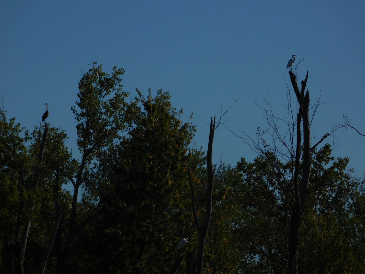 Большая белая цапля - ML644680522