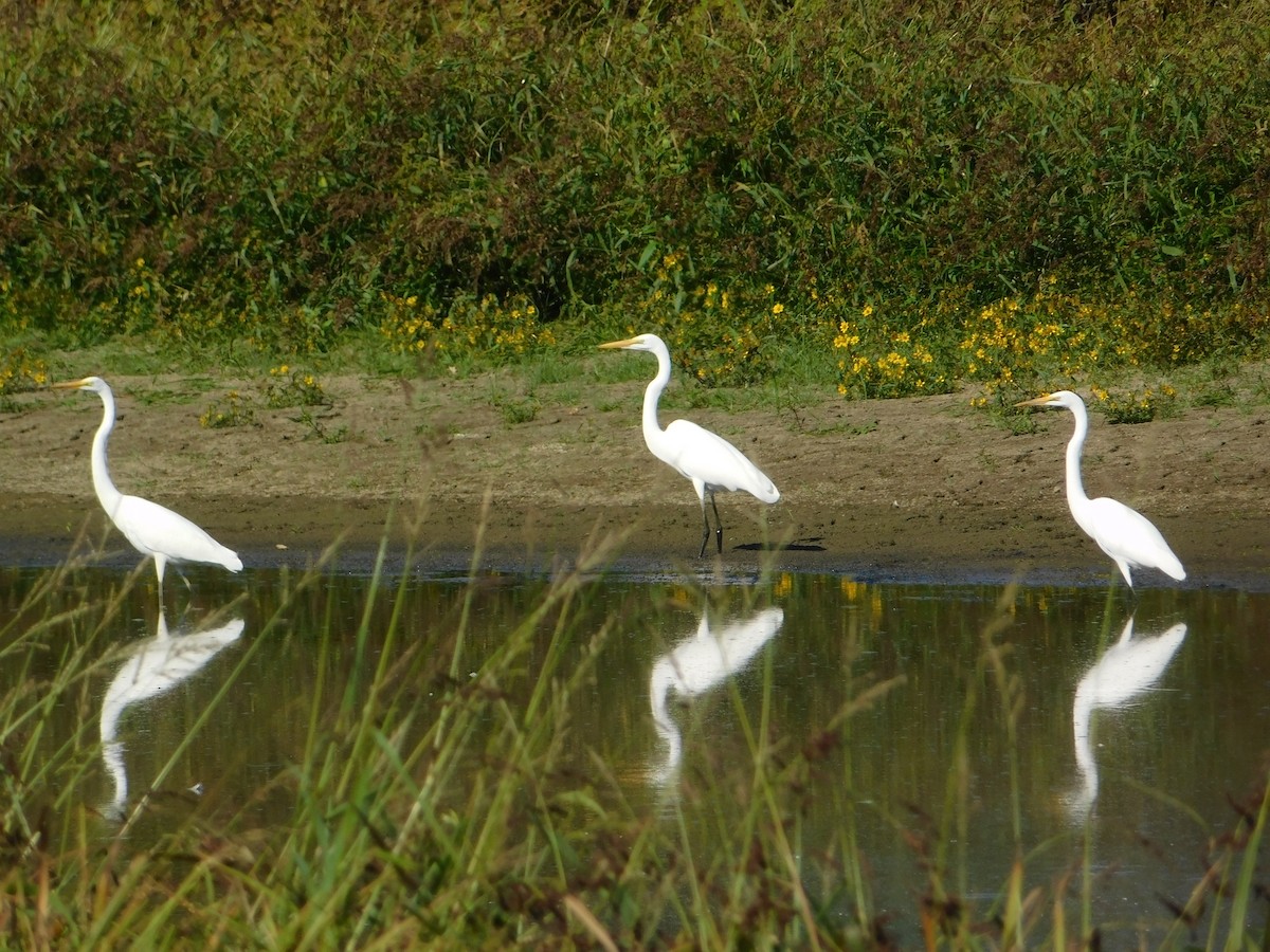 Большая белая цапля - ML644680523