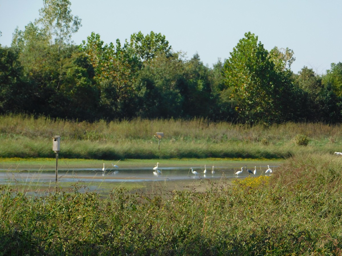 Большая белая цапля - ML644680524