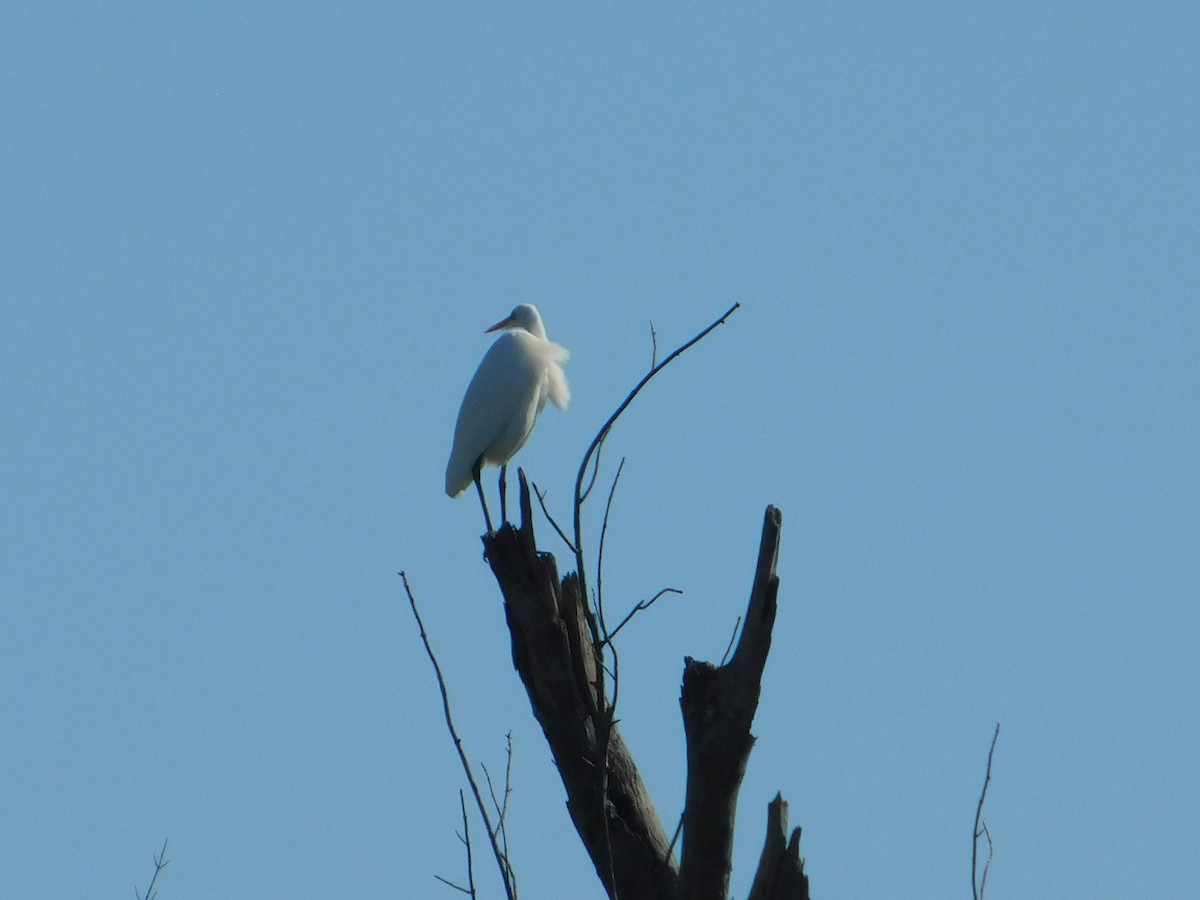 Большая белая цапля - ML644680525