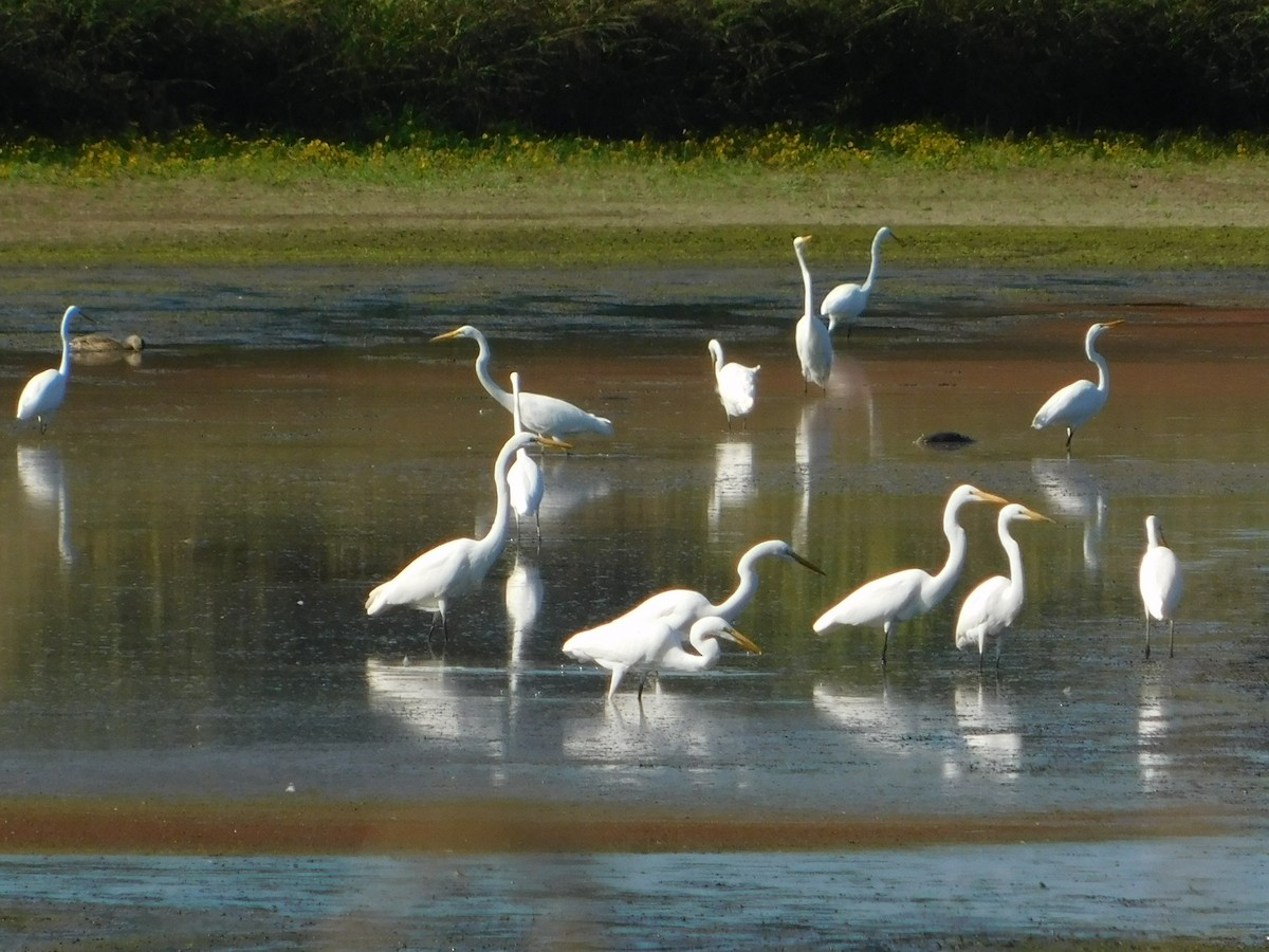 Большая белая цапля - ML644680526