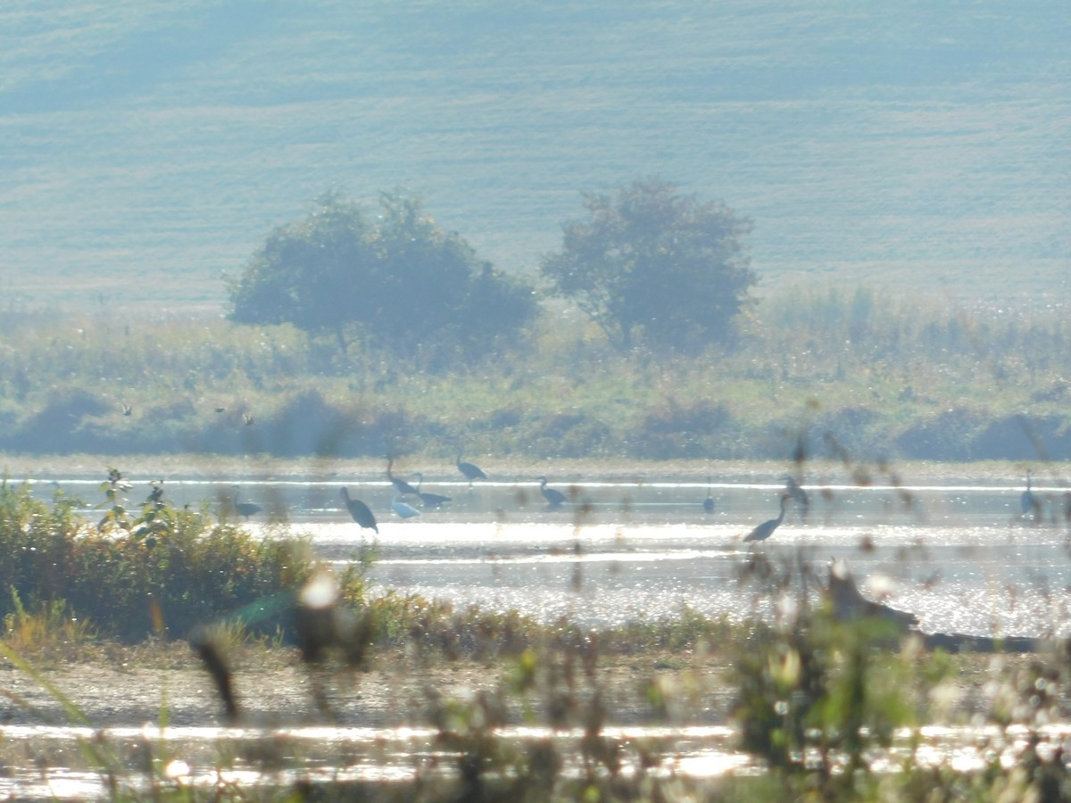 Большая белая цапля - ML644680527