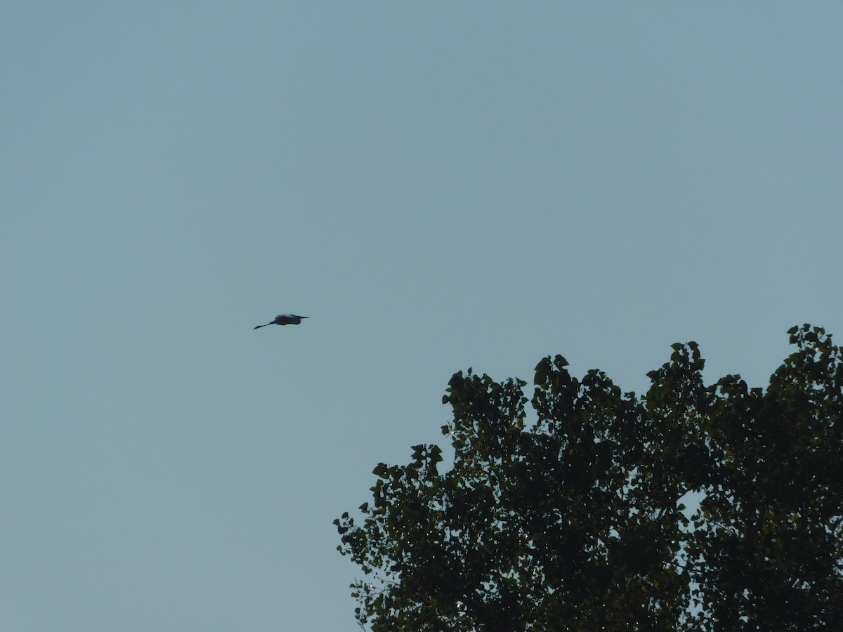 Большая белая цапля - ML644680528