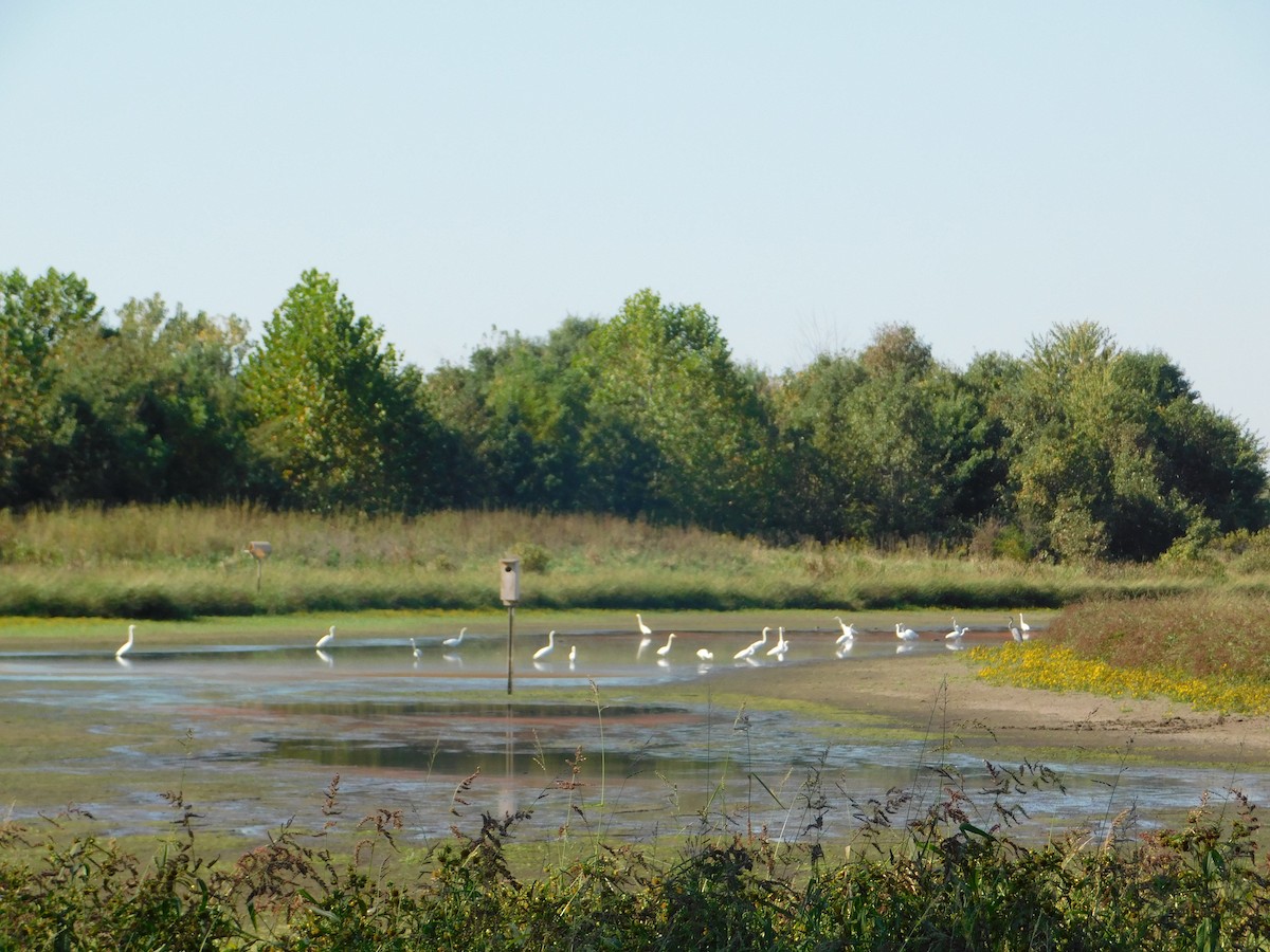 Большая белая цапля - ML644680529