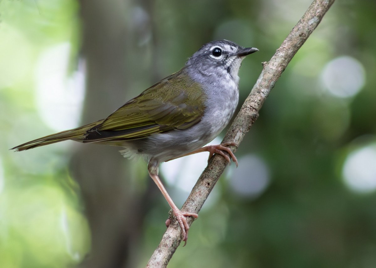 Серобрюхий певун - ML644680530