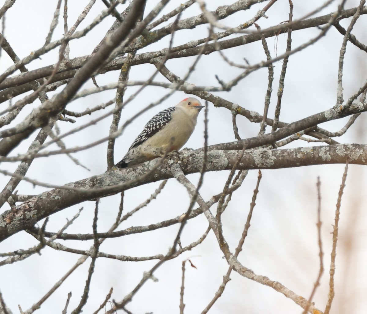 Каролинский дятел - ML644680531