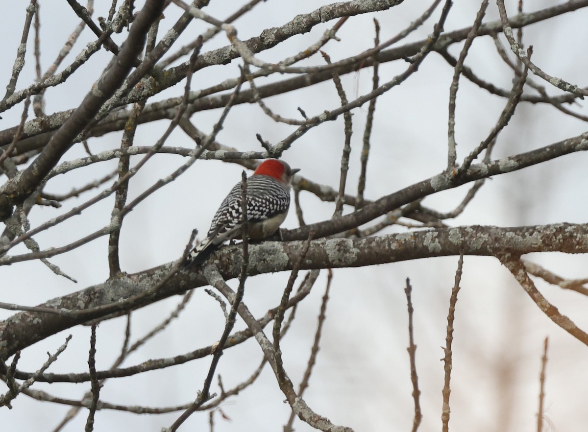 Каролинский дятел - ML644680532