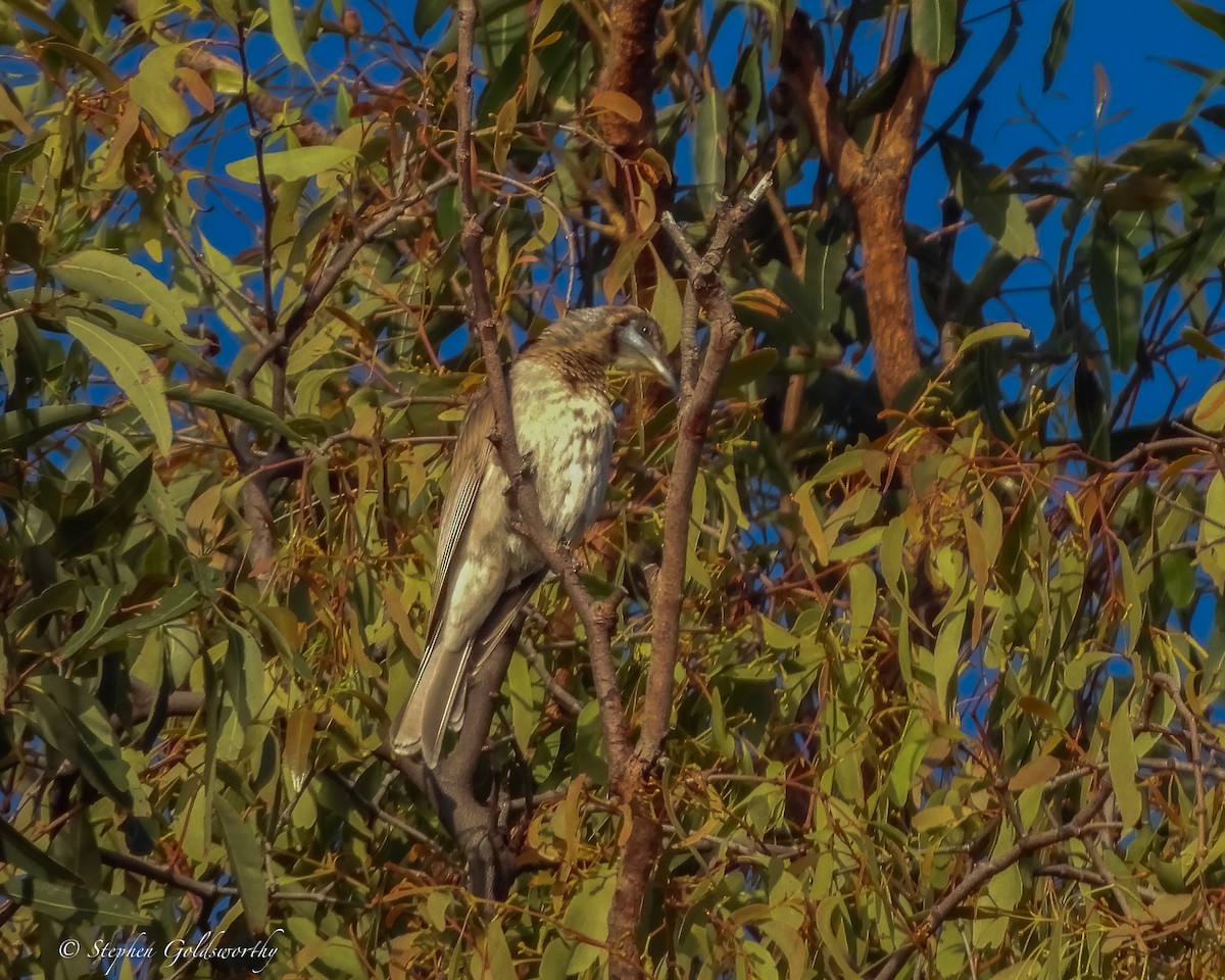 Медівник австралійський - ML644680538