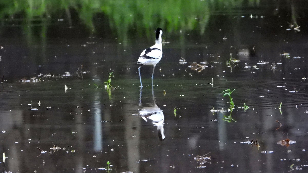 Pied Avocet - ML644680539