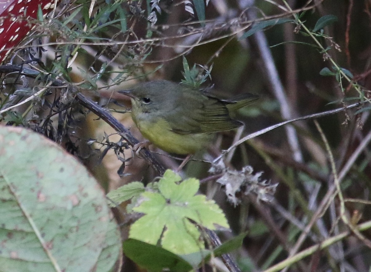 Mourning Warbler - ML644680564