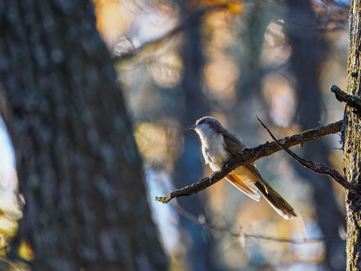 Желтоклювая пиайя - ML644680570