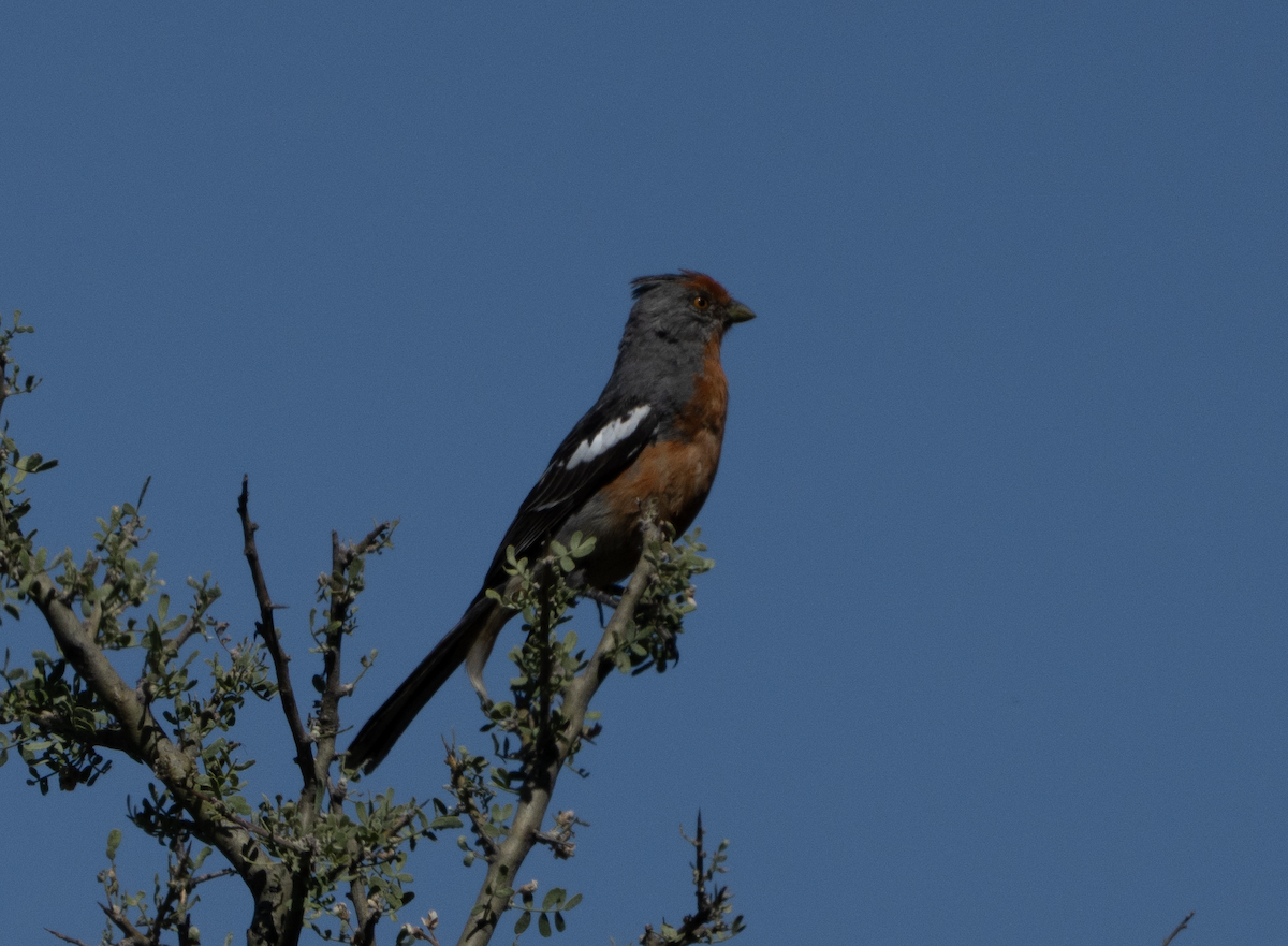 White-tipped Plantcutter - ML644680576