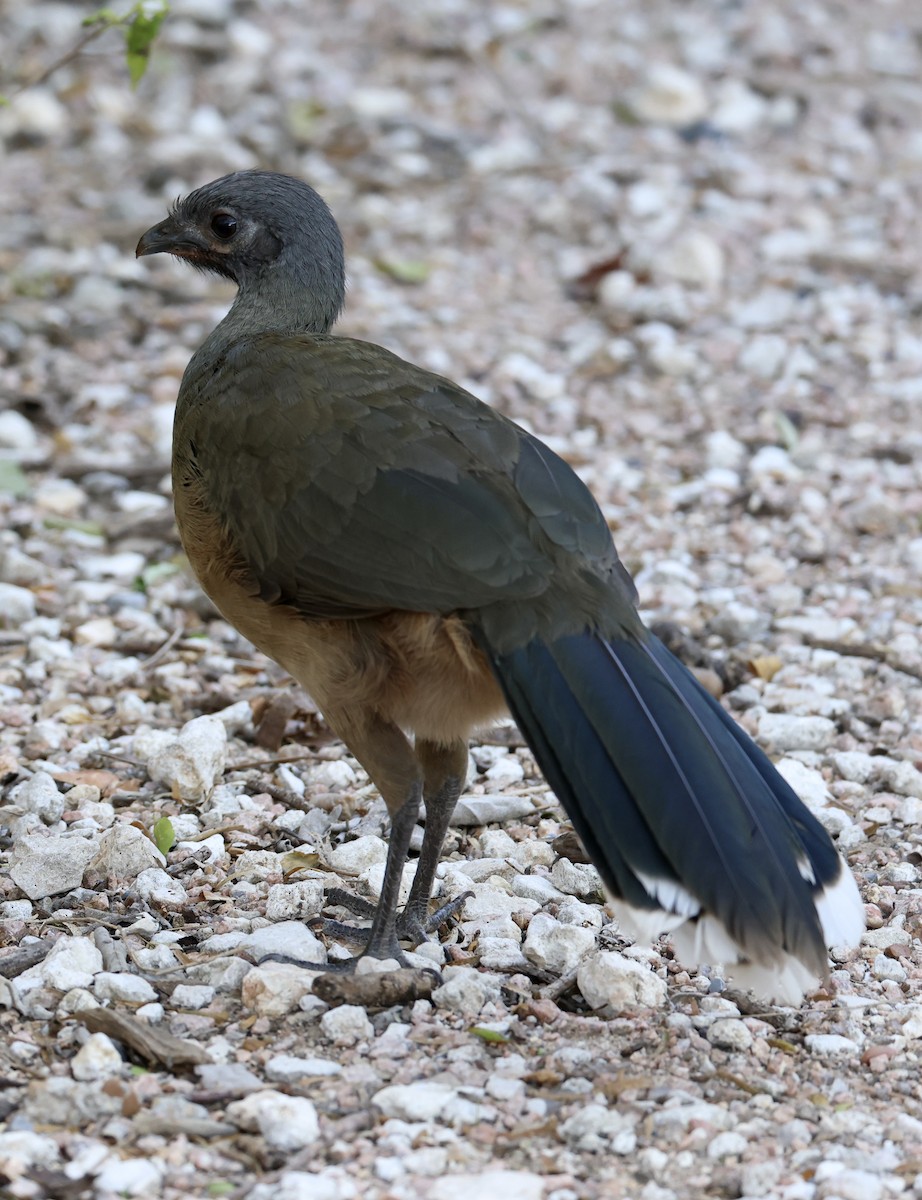 Plain Chachalaca - ML644680579
