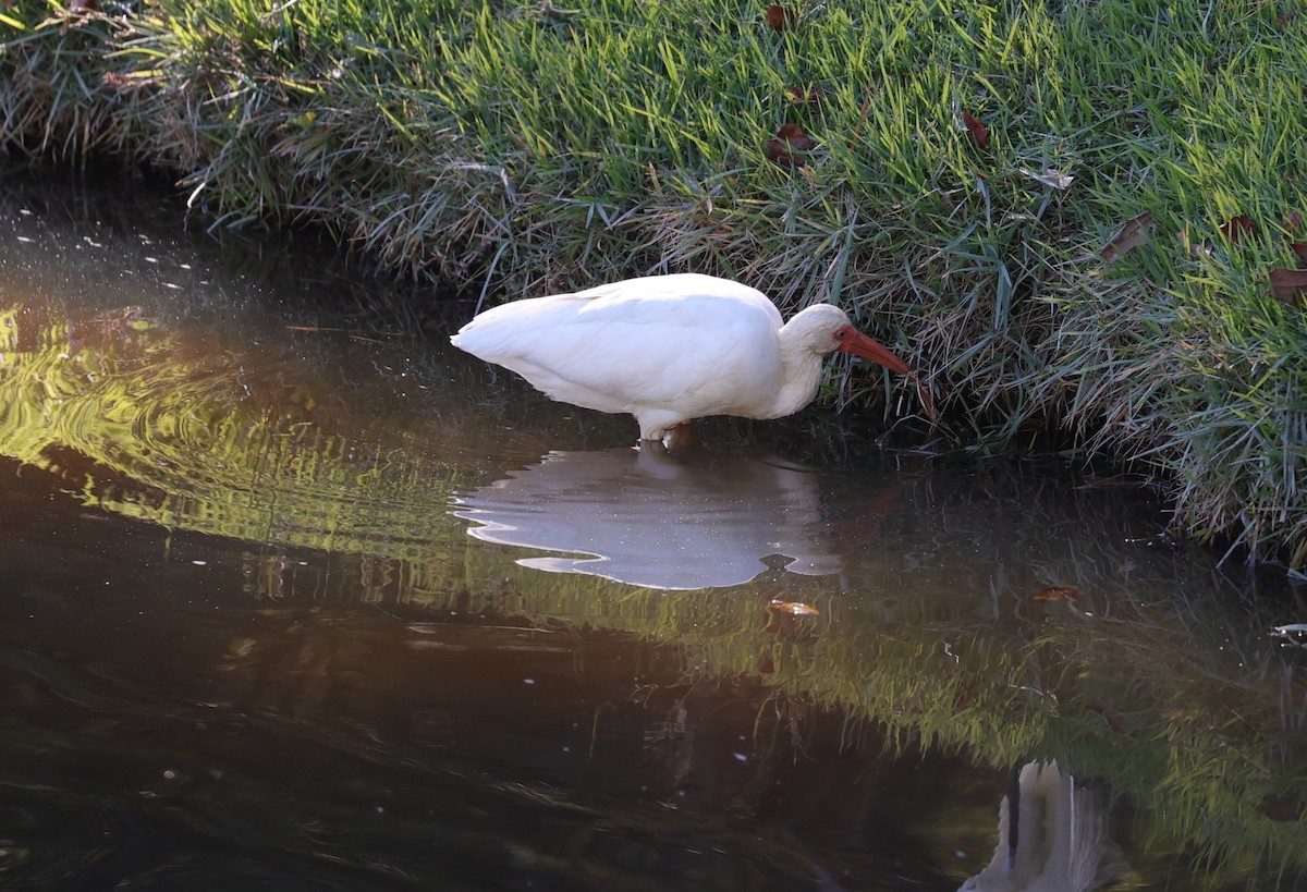 Ak Aynak - ML644680584