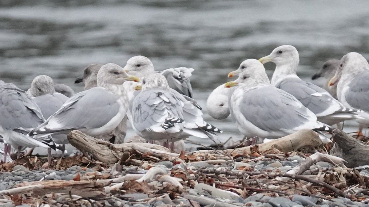 Iceland Gull (Thayer's) - ML644680592