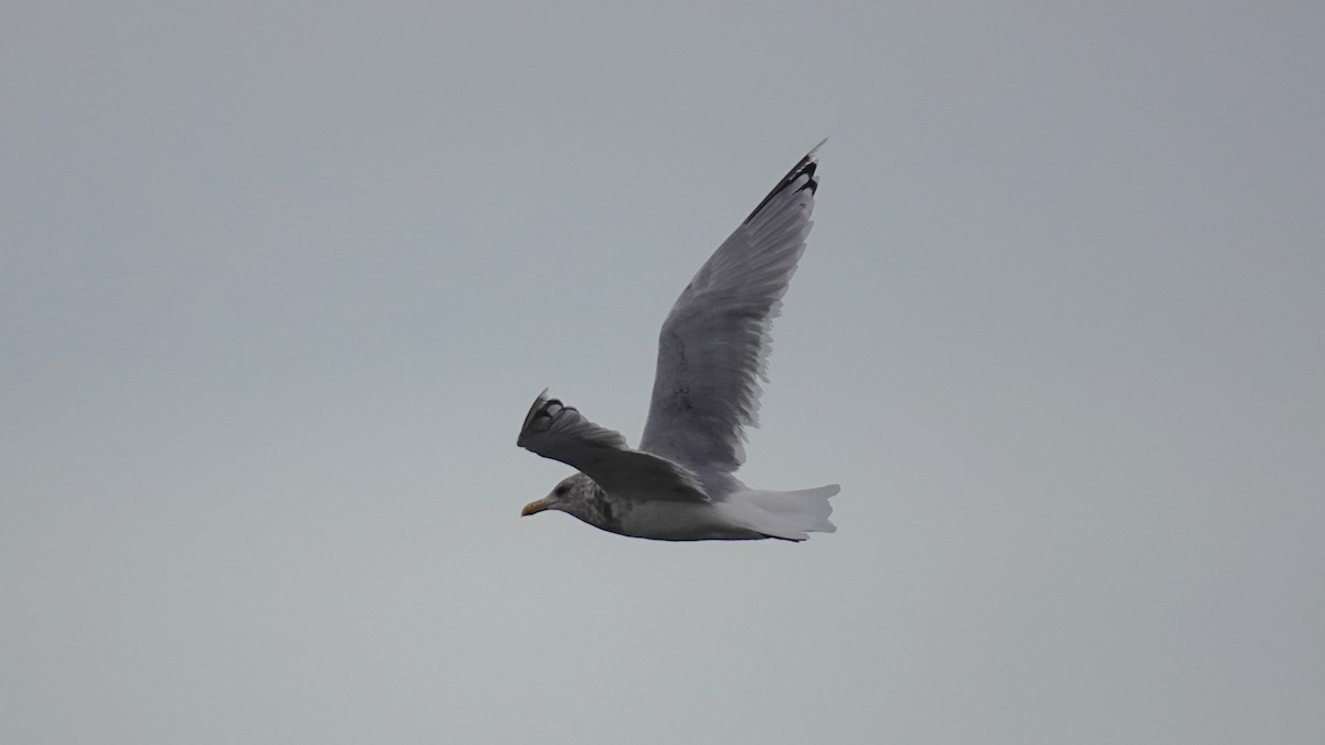 Iceland Gull (Thayer's) - ML644680597