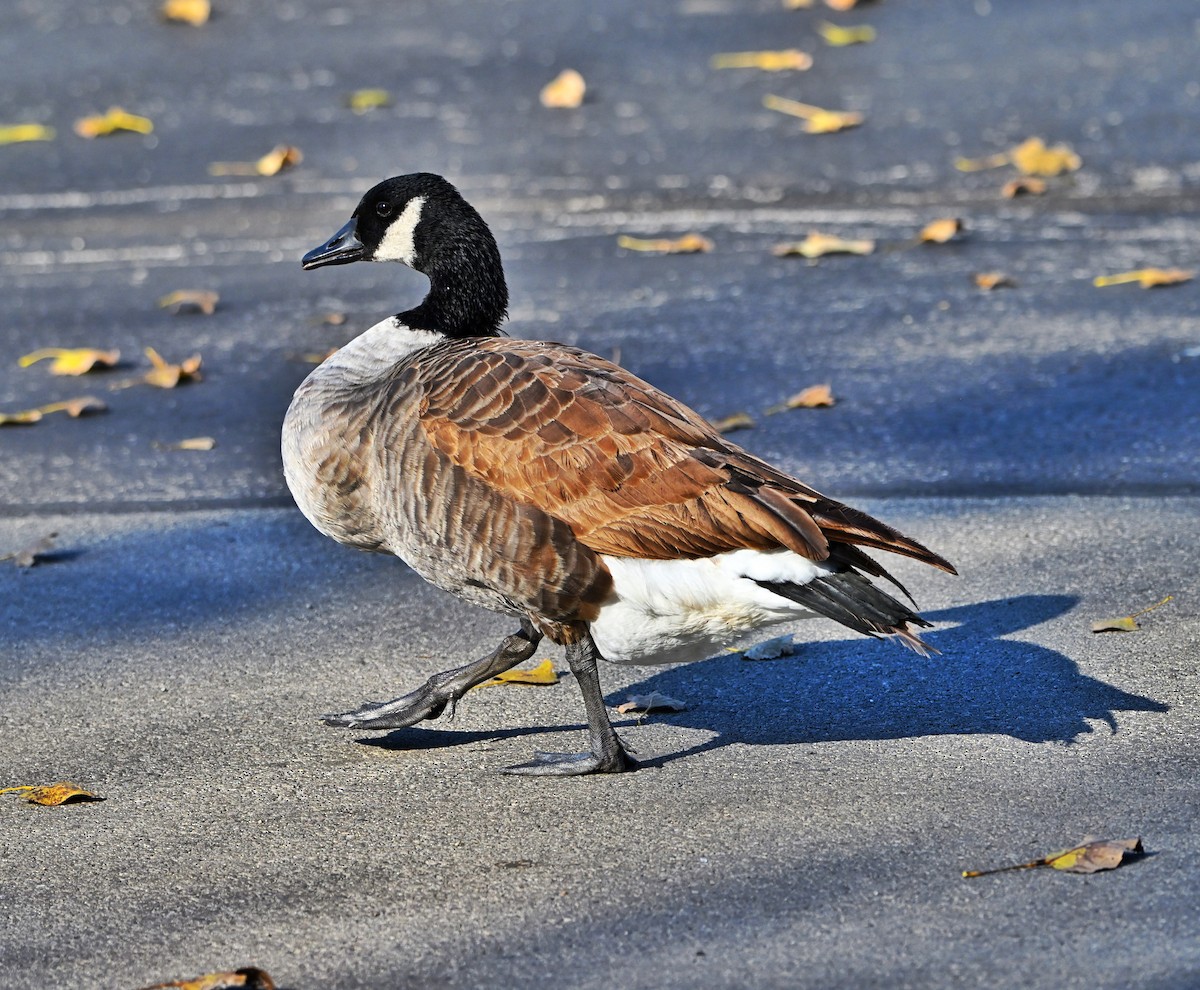 Canada Goose - ML644680604