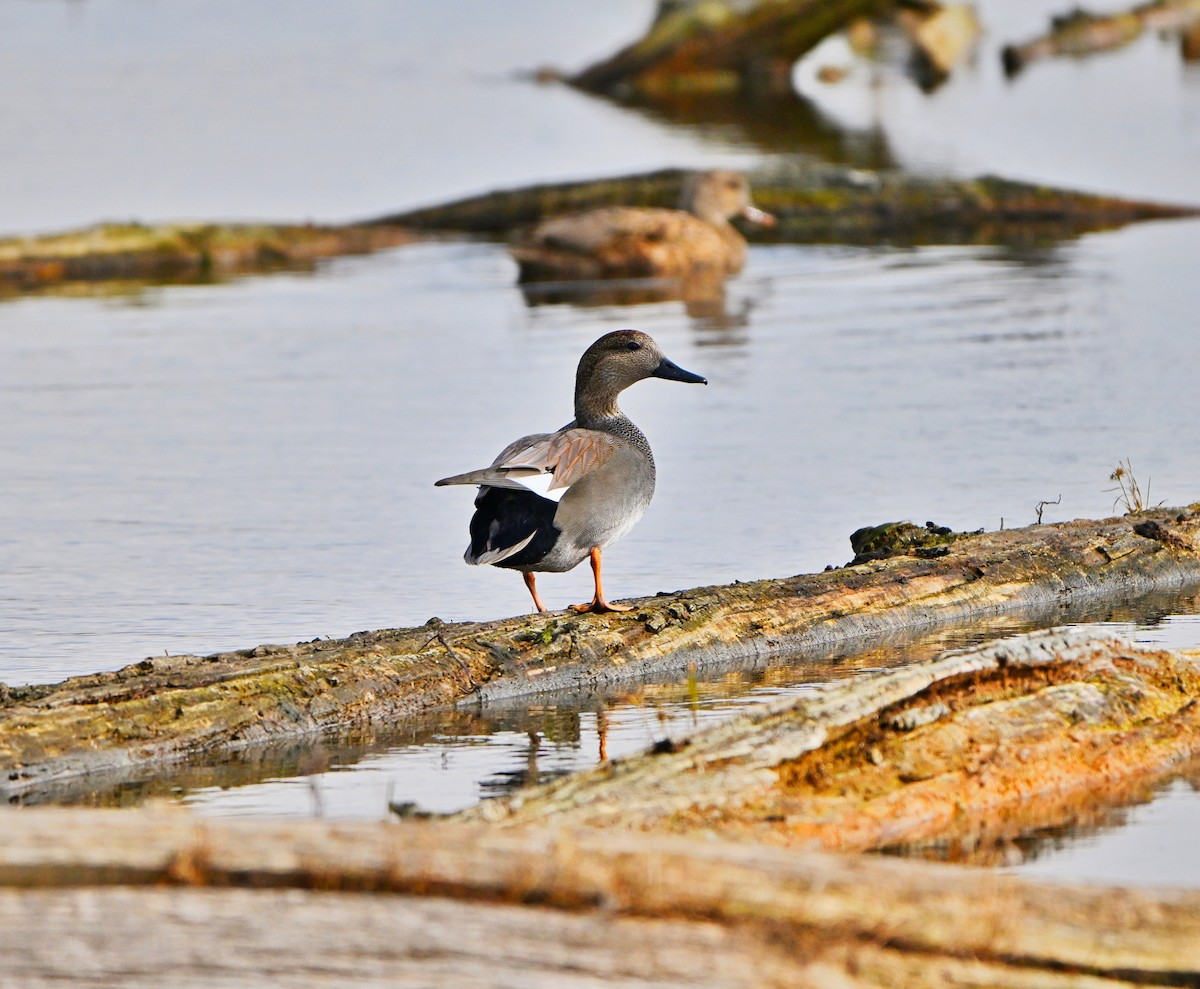 Boz Ördek - ML644680609